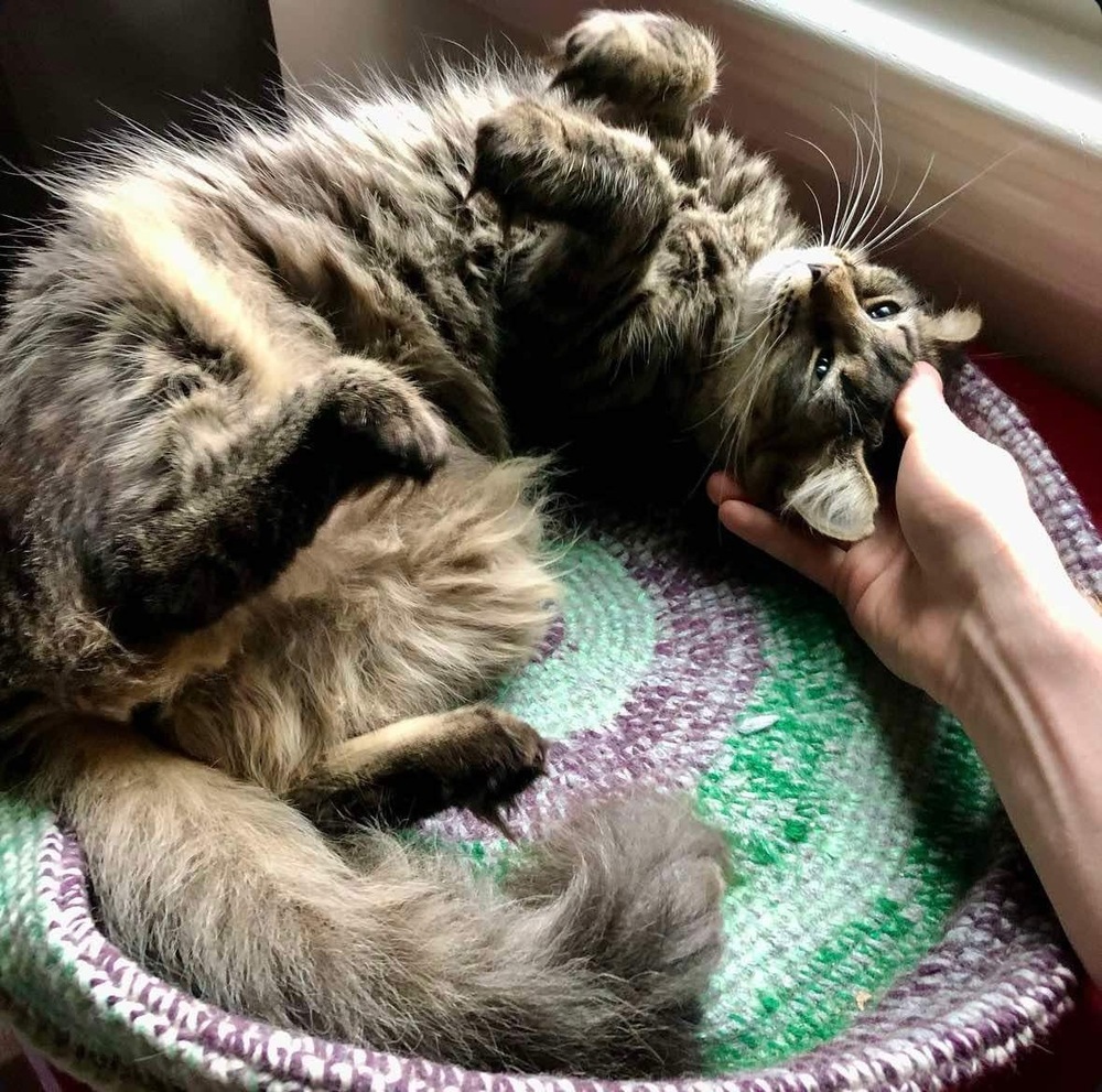 Kiff, an adoptable Domestic Medium Hair in Raleigh, NC, 27604 | Photo Image 1