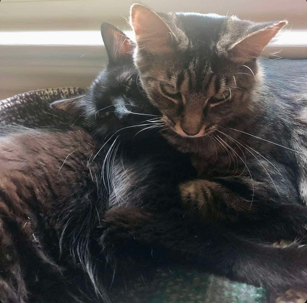 Kiff, an adoptable Domestic Medium Hair in Raleigh, NC, 27604 | Photo Image 2