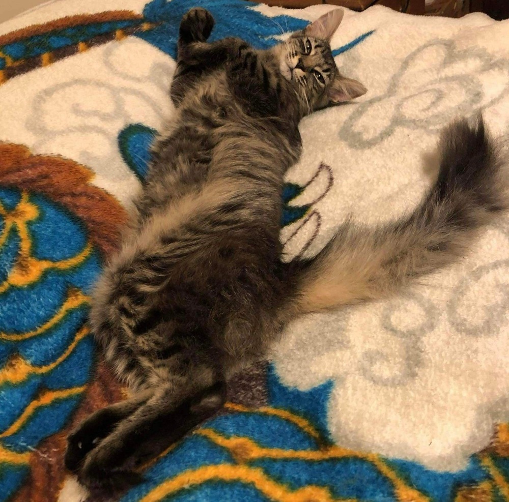 Kiff, an adoptable Domestic Medium Hair in Raleigh, NC, 27604 | Photo Image 3