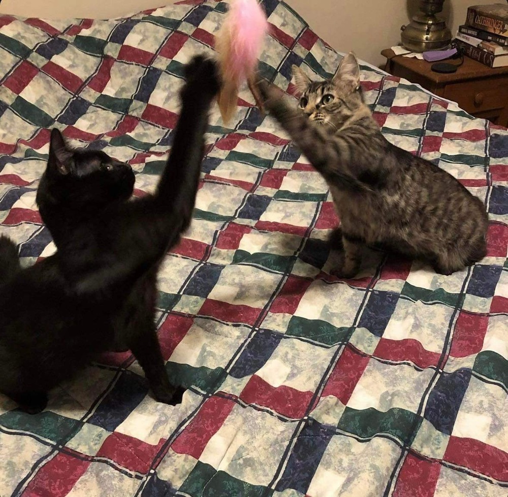 Kiff, an adoptable Domestic Medium Hair in Raleigh, NC, 27604 | Photo Image 4