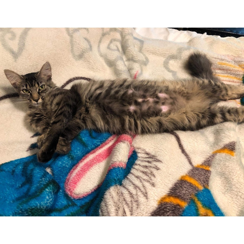 Kiff, an adoptable Domestic Medium Hair in Raleigh, NC, 27604 | Photo Image 5