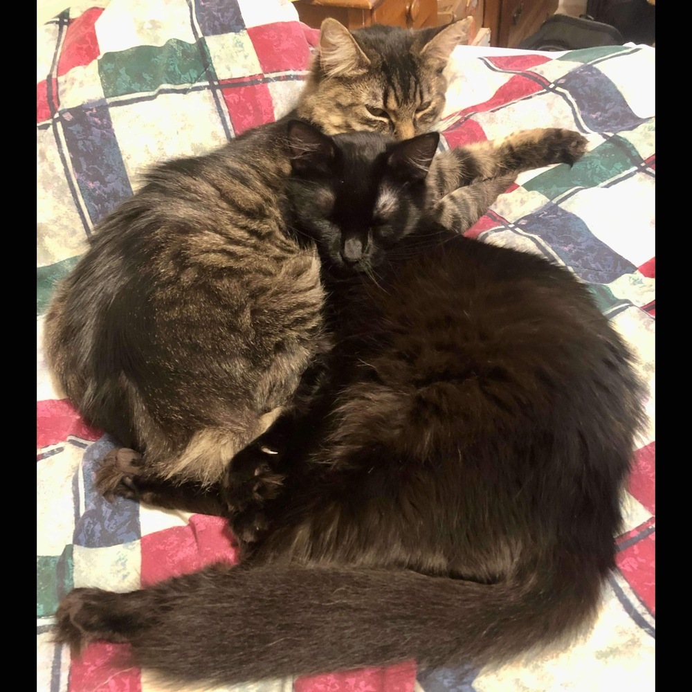 Kiff, an adoptable Domestic Medium Hair in Raleigh, NC, 27604 | Photo Image 6