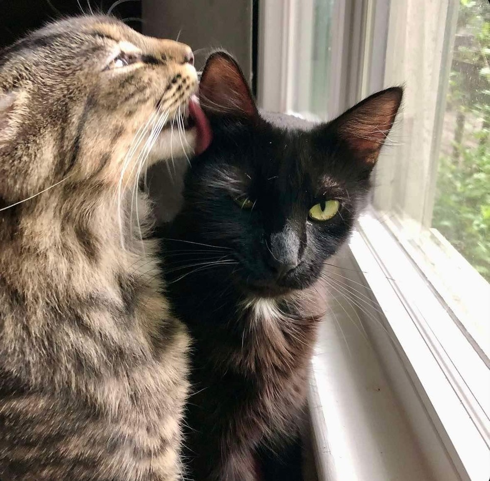 Nibbler, an adoptable Domestic Medium Hair in Raleigh, NC, 27604 | Photo Image 1