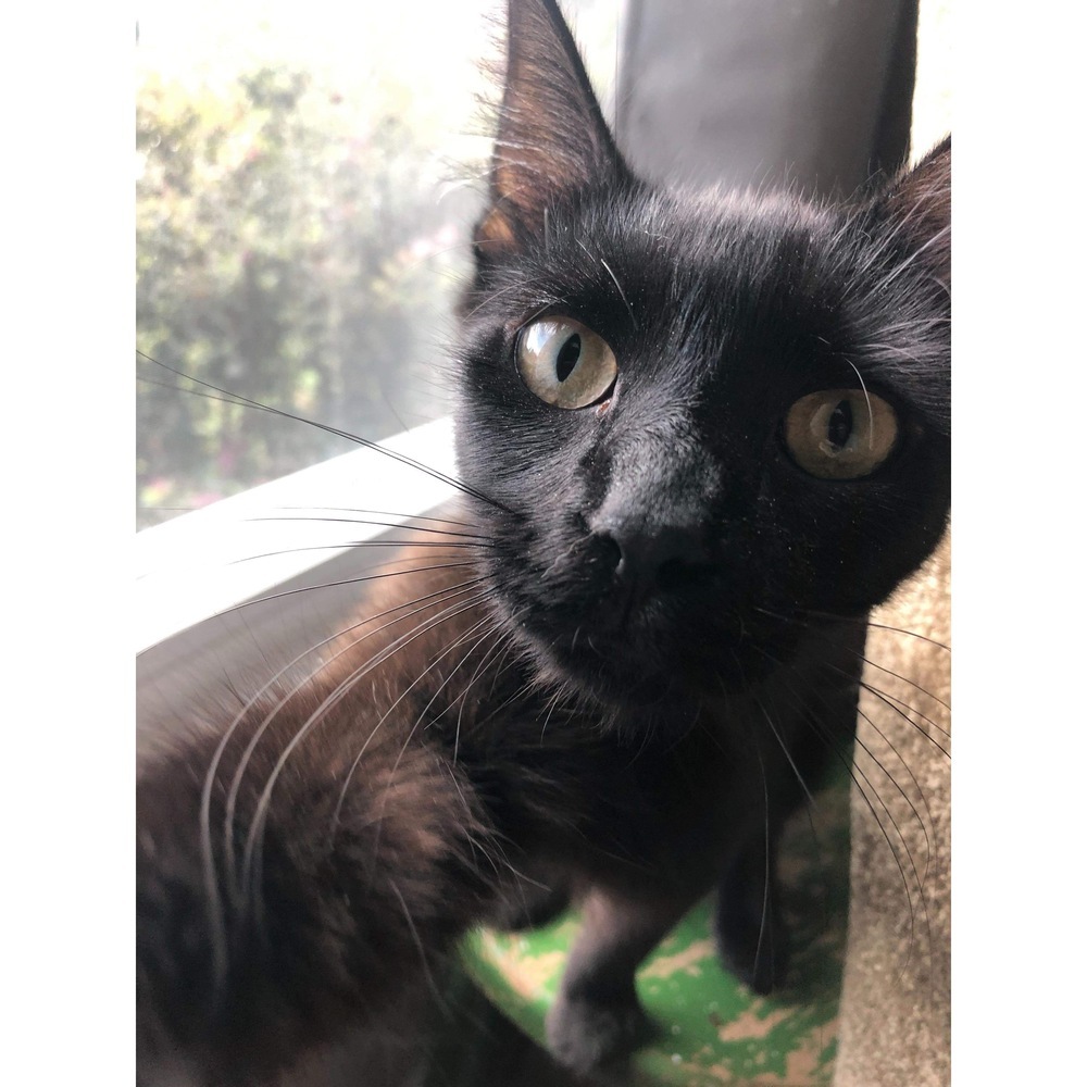 Nibbler, an adoptable Domestic Medium Hair in Raleigh, NC, 27604 | Photo Image 2