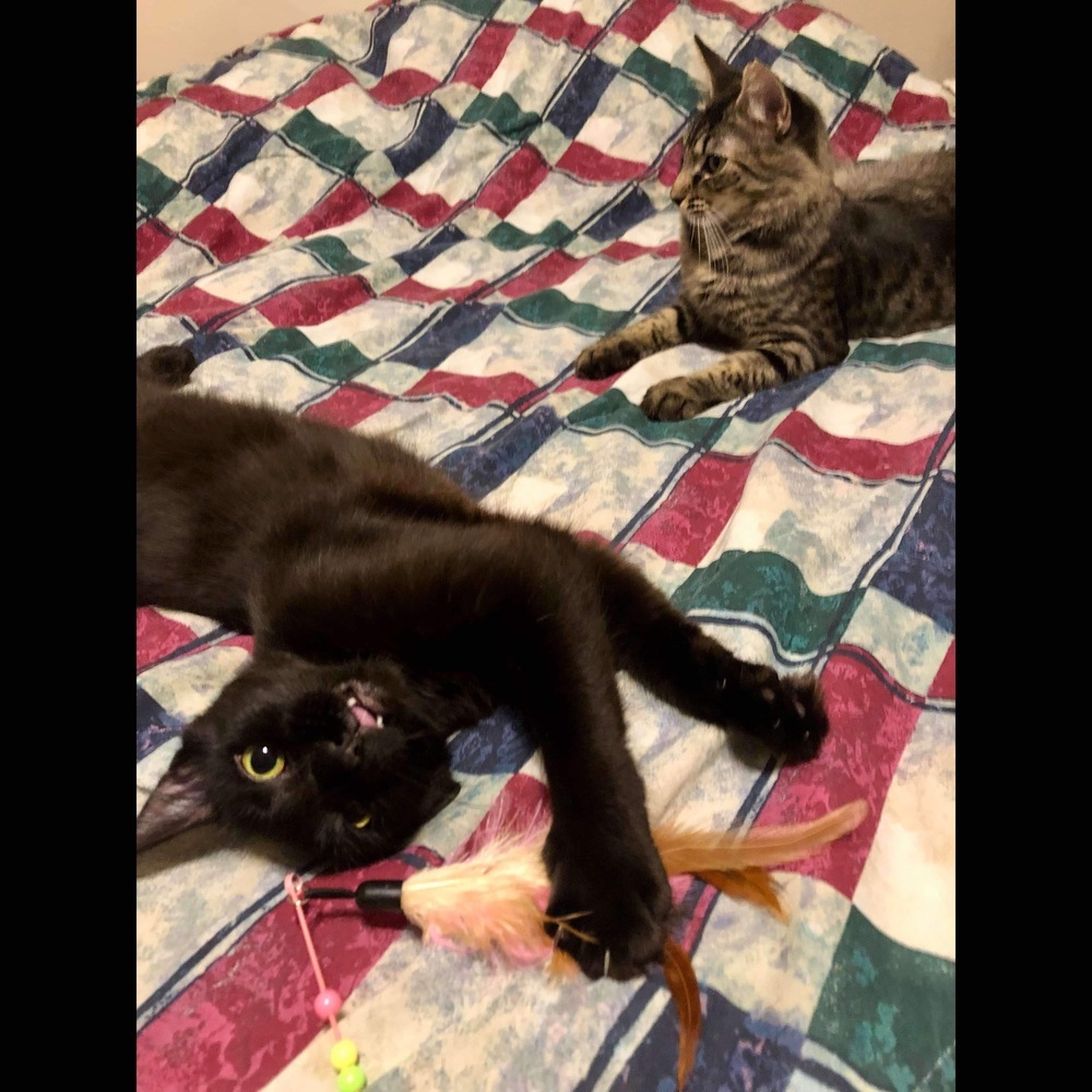 Nibbler, an adoptable Domestic Medium Hair in Raleigh, NC, 27604 | Photo Image 3