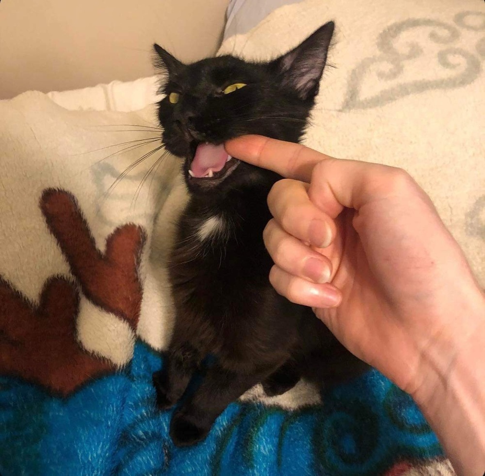 Nibbler, an adoptable Domestic Medium Hair in Raleigh, NC, 27604 | Photo Image 4