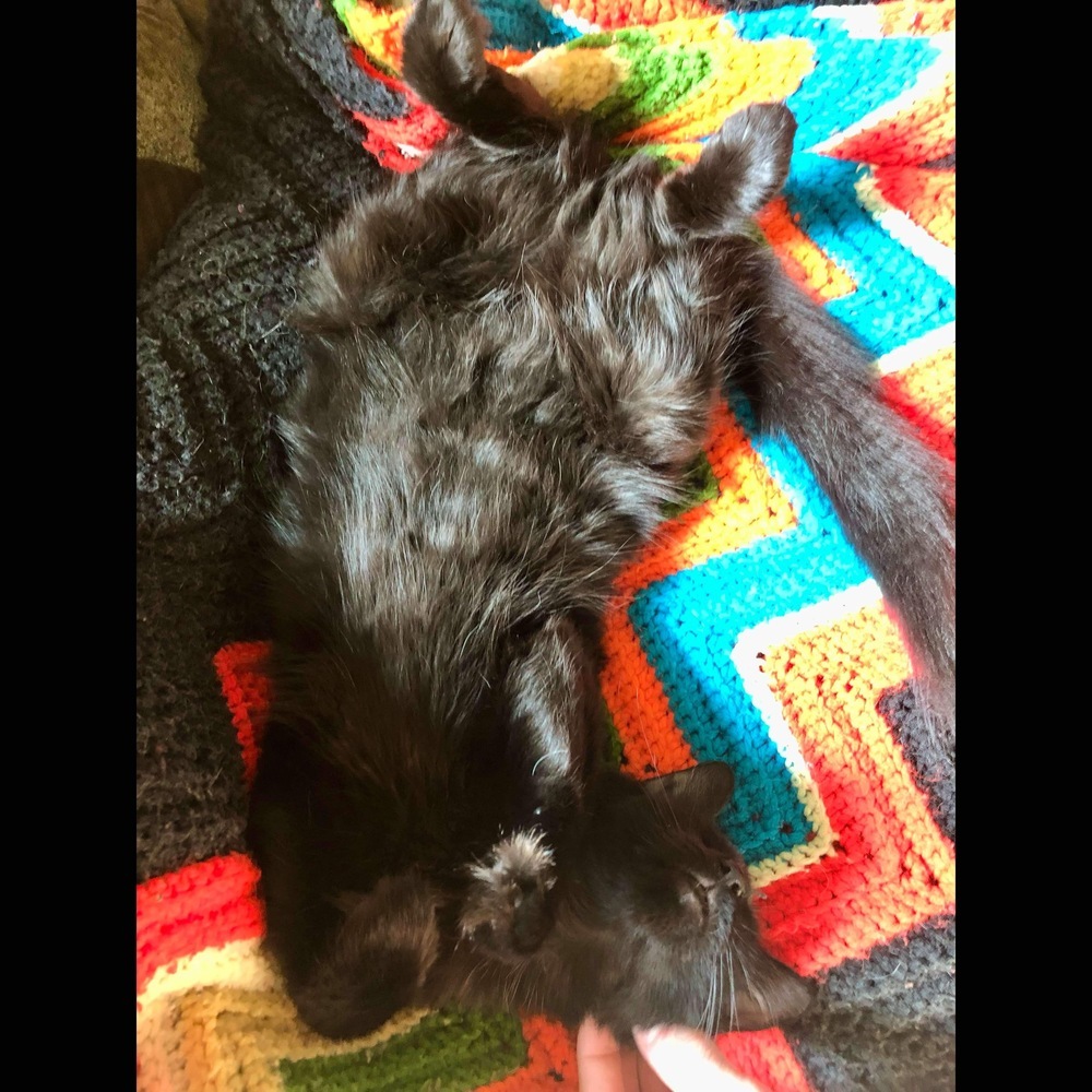 Nibbler, an adoptable Domestic Medium Hair in Raleigh, NC, 27604 | Photo Image 5