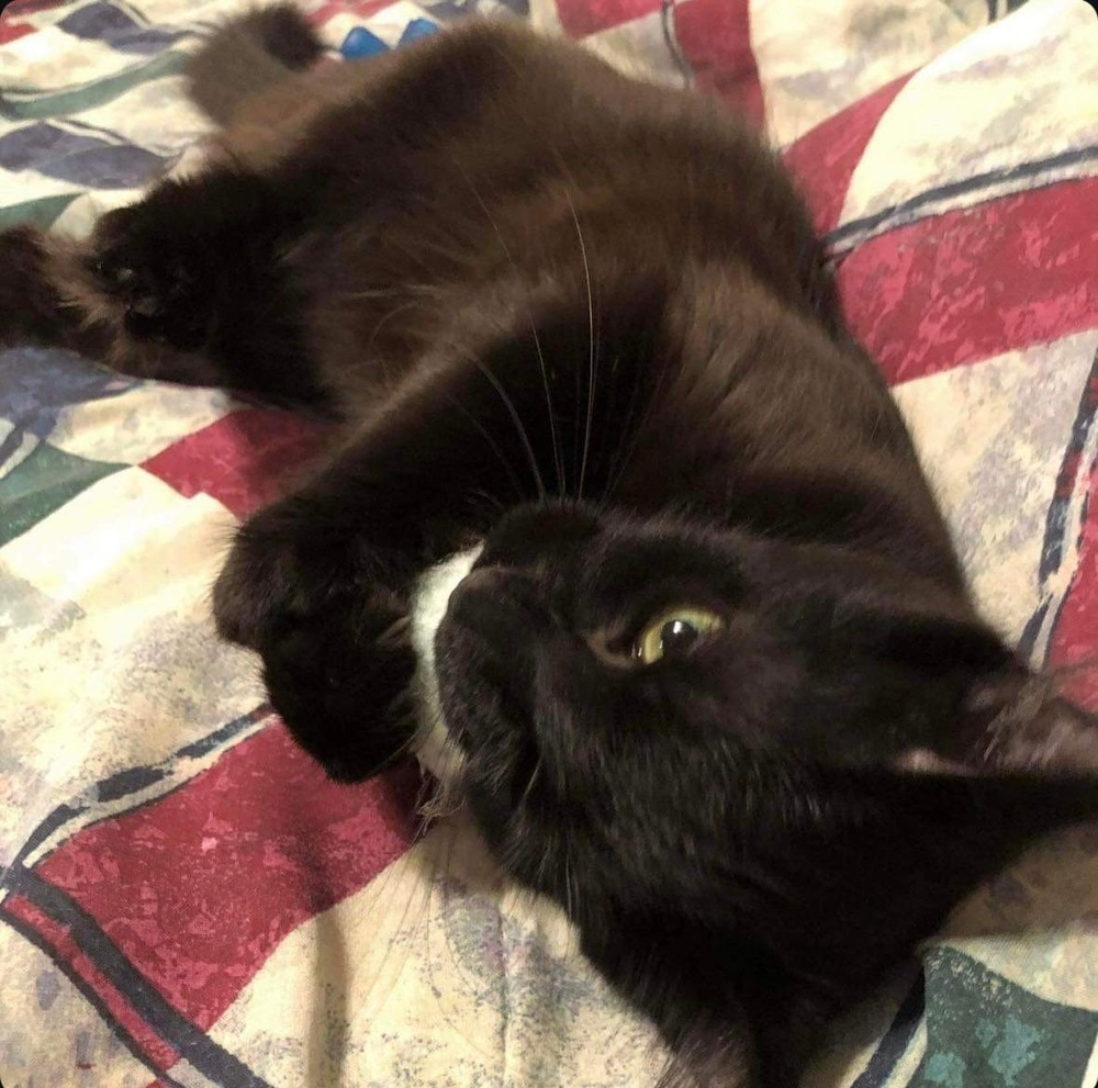 Nibbler, an adoptable Domestic Medium Hair in Raleigh, NC, 27604 | Photo Image 6