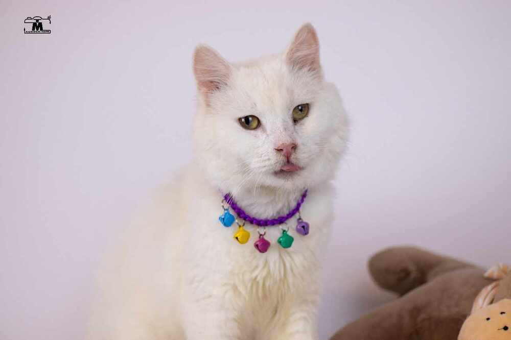 Whitey, an adoptable Persian, Turkish Angora in Marion, CT, 06444 | Photo Image 1