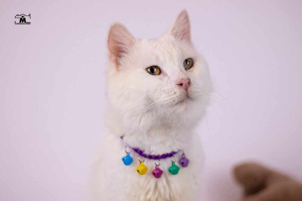 Whitey, an adoptable Persian, Turkish Angora in Marion, CT, 06444 | Photo Image 2