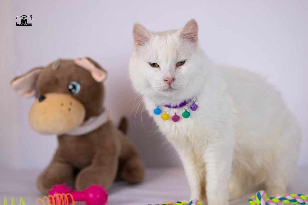 Whitey, an adoptable Persian, Turkish Angora in Marion, CT, 06444 | Photo Image 3