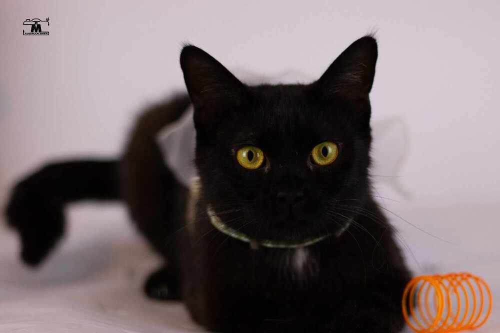 Blackie, an adoptable Egyptian Mau, Persian in Marion, CT, 06444 | Photo Image 2