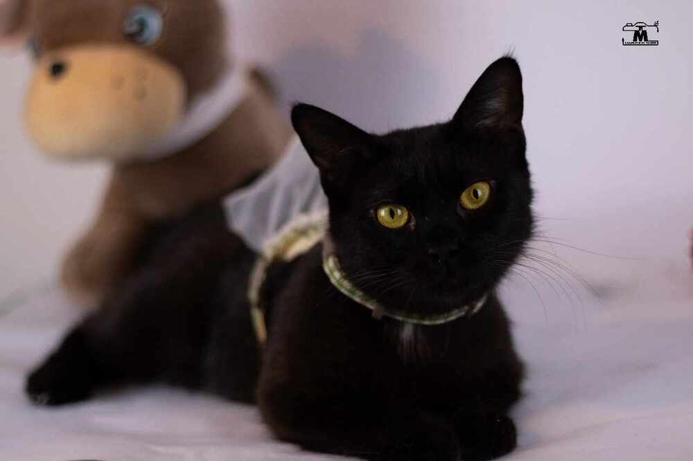 Blackie, an adoptable Egyptian Mau, Persian in Marion, CT, 06444 | Photo Image 3