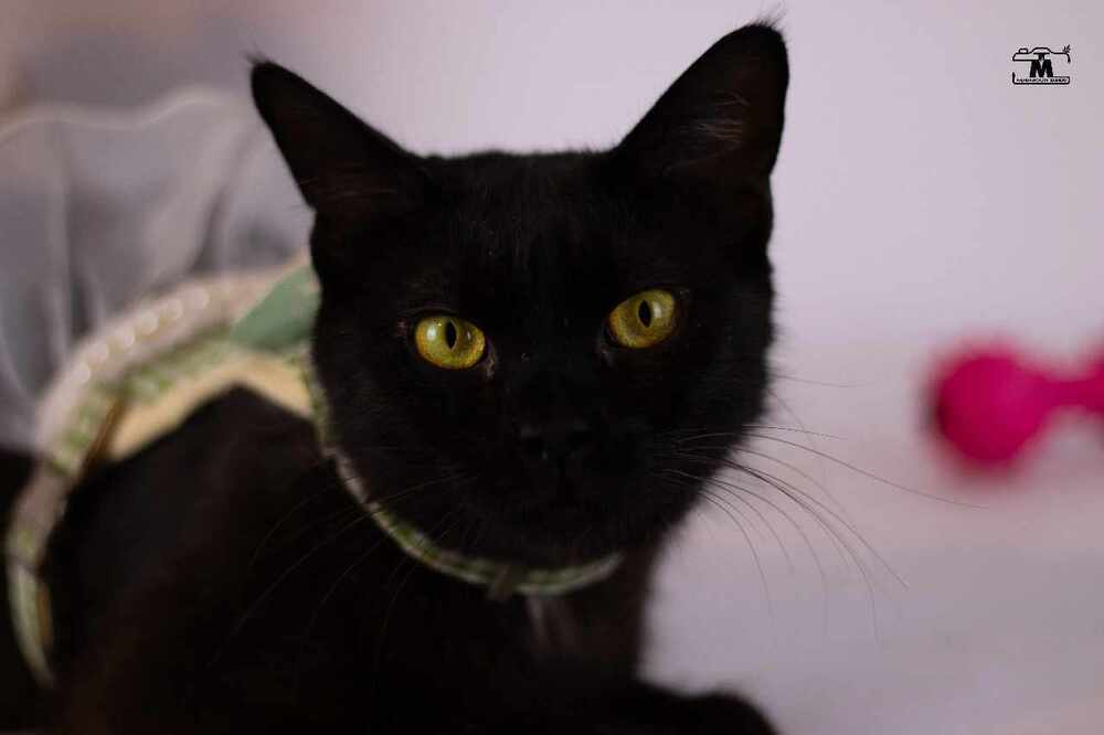 Blackie, an adoptable Egyptian Mau, Persian in Marion, CT, 06444 | Photo Image 5