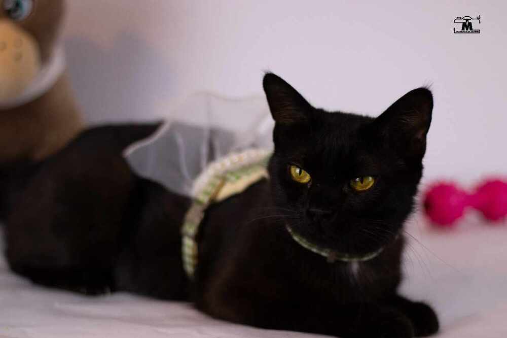 Blackie, an adoptable Egyptian Mau, Persian in Marion, CT, 06444 | Photo Image 6