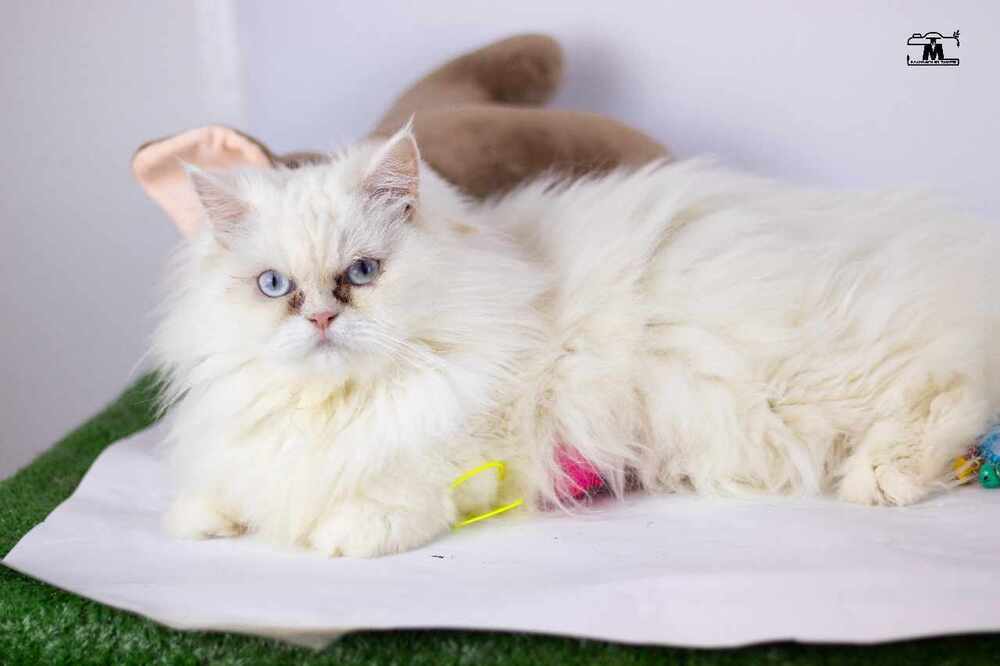 Jewel no cats dogs, an adoptable Persian in Marion, CT, 06444 | Photo Image 1