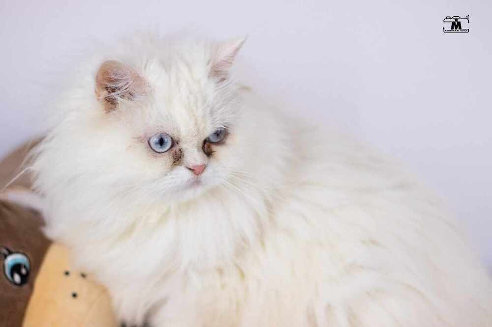 Jewel no cats dogs, an adoptable Persian in Marion, CT, 06444 | Photo Image 2