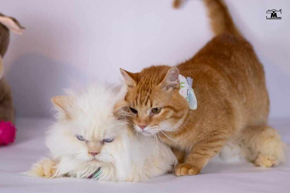Tico and Rico, an adoptable Himalayan, Egyptian Mau in Marion, CT, 06444 | Photo Image 1