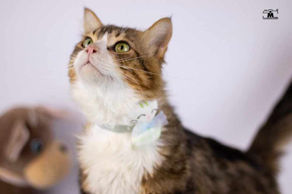 Tiger male 2 years, an adoptable Egyptian Mau, Persian in Marion, CT, 06444 | Photo Image 1