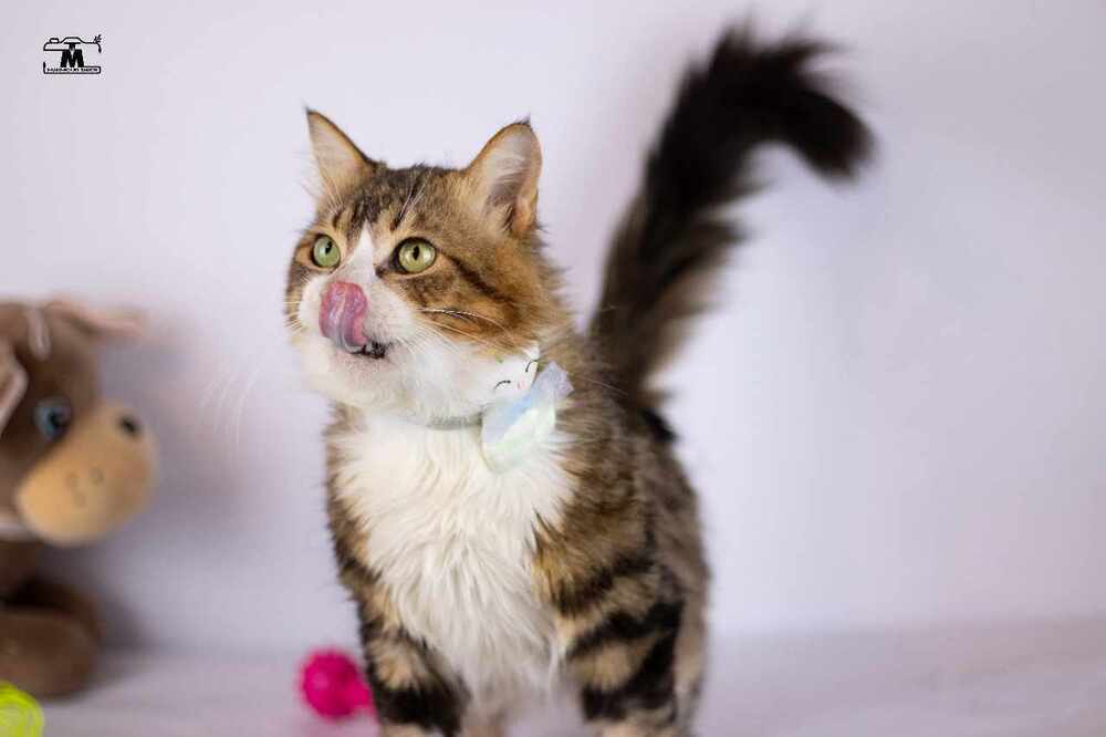 Tiger male 2 years, an adoptable Egyptian Mau, Persian in Marion, CT, 06444 | Photo Image 2