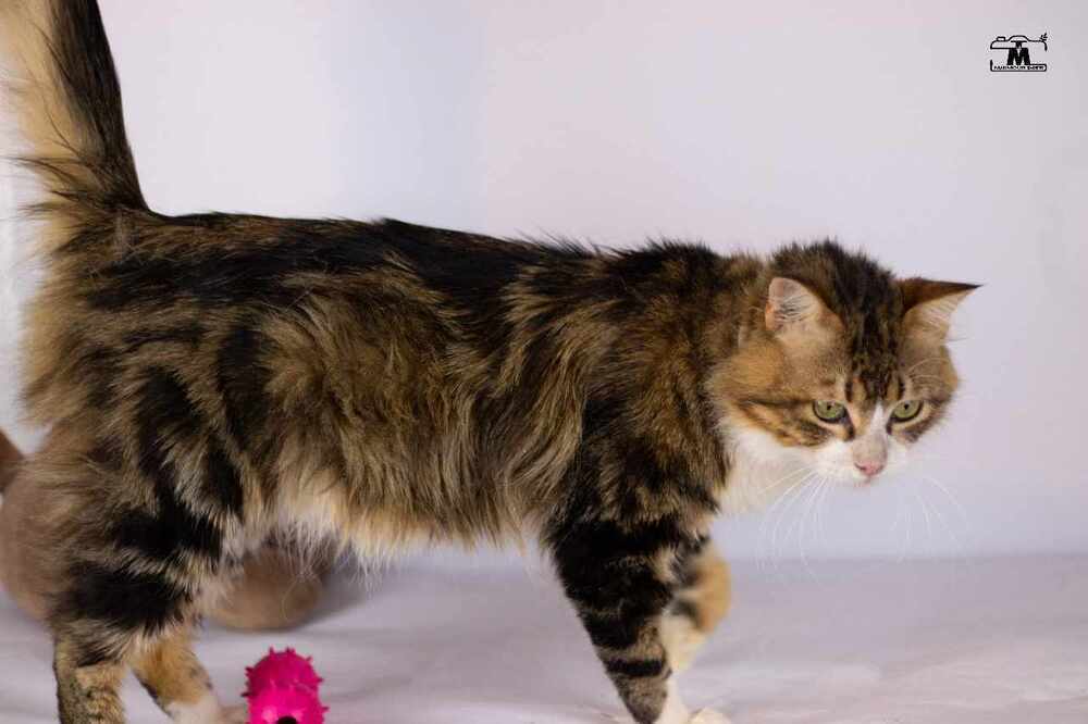 Tiger male 2 years, an adoptable Egyptian Mau, Persian in Marion, CT, 06444 | Photo Image 5