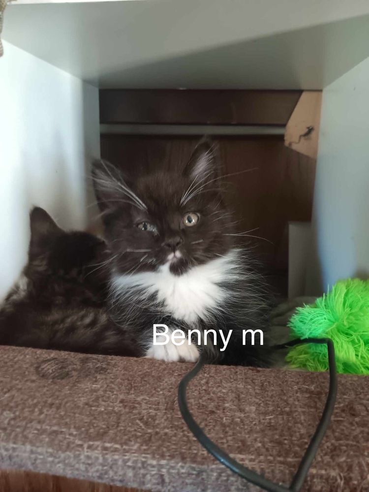 Benny, an adoptable Domestic Short Hair in Bend, OR, 97701 | Photo Image 1