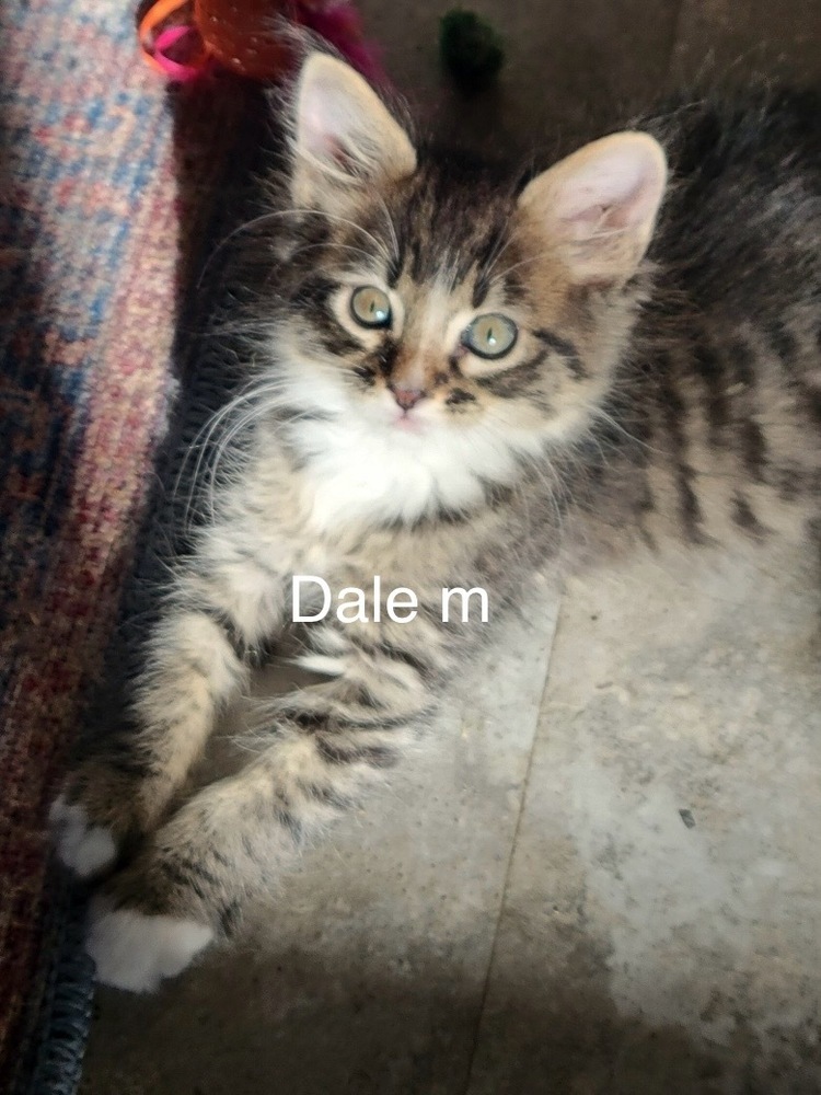 Dale, an adoptable Domestic Short Hair in Bend, OR, 97701 | Photo Image 1