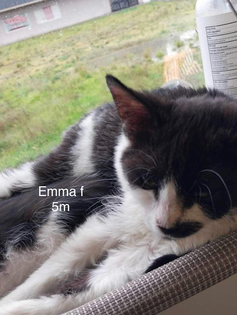 Emma, an adoptable Domestic Short Hair in Bend, OR, 97701 | Photo Image 1