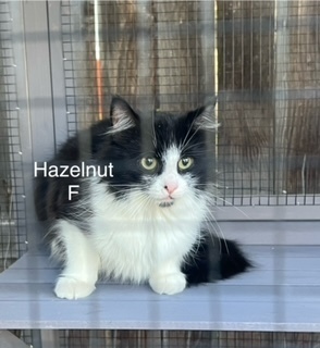 Hazelnut, an adoptable Domestic Short Hair in Bend, OR, 97701 | Photo Image 1