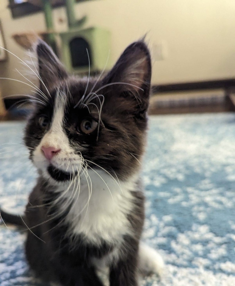 Pia, an adoptable Domestic Short Hair in Bend, OR, 97701 | Photo Image 1