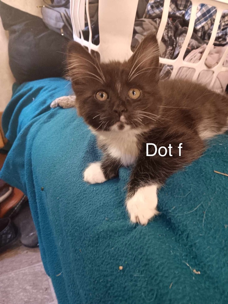 Dot, an adoptable Domestic Short Hair in Bend, OR, 97701 | Photo Image 1