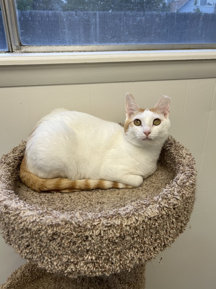 Peaches, an adoptable Domestic Short Hair in Fort collins, CO, 80526 | Photo Image 1