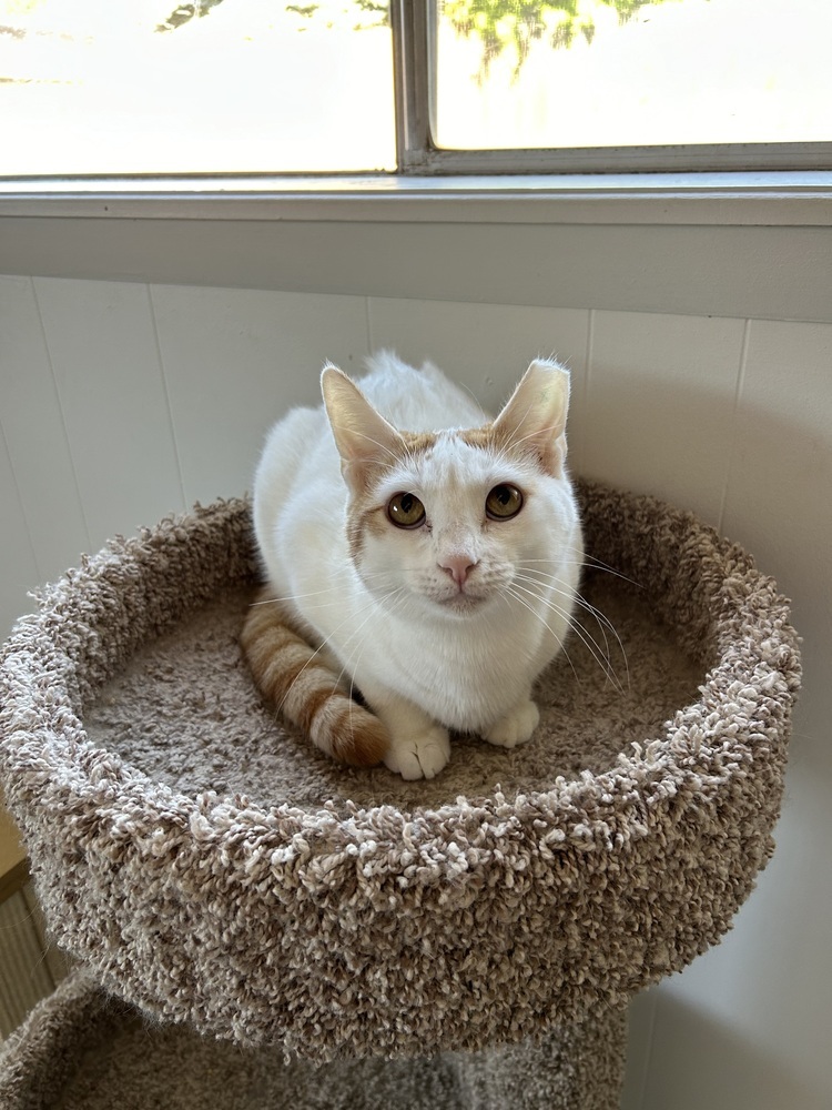 Peaches, an adoptable Domestic Short Hair in Fort collins, CO, 80526 | Photo Image 3