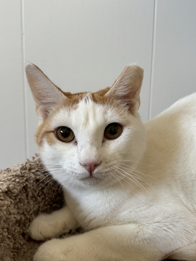 Peaches, an adoptable Domestic Short Hair in Fort collins, CO, 80526 | Photo Image 4