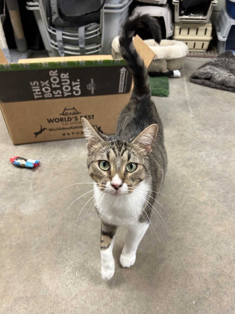 Christine, an adoptable Domestic Short Hair in Fort collins, CO, 80526 | Photo Image 1