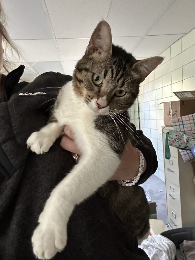 Christine, an adoptable Domestic Short Hair in Fort collins, CO, 80526 | Photo Image 2