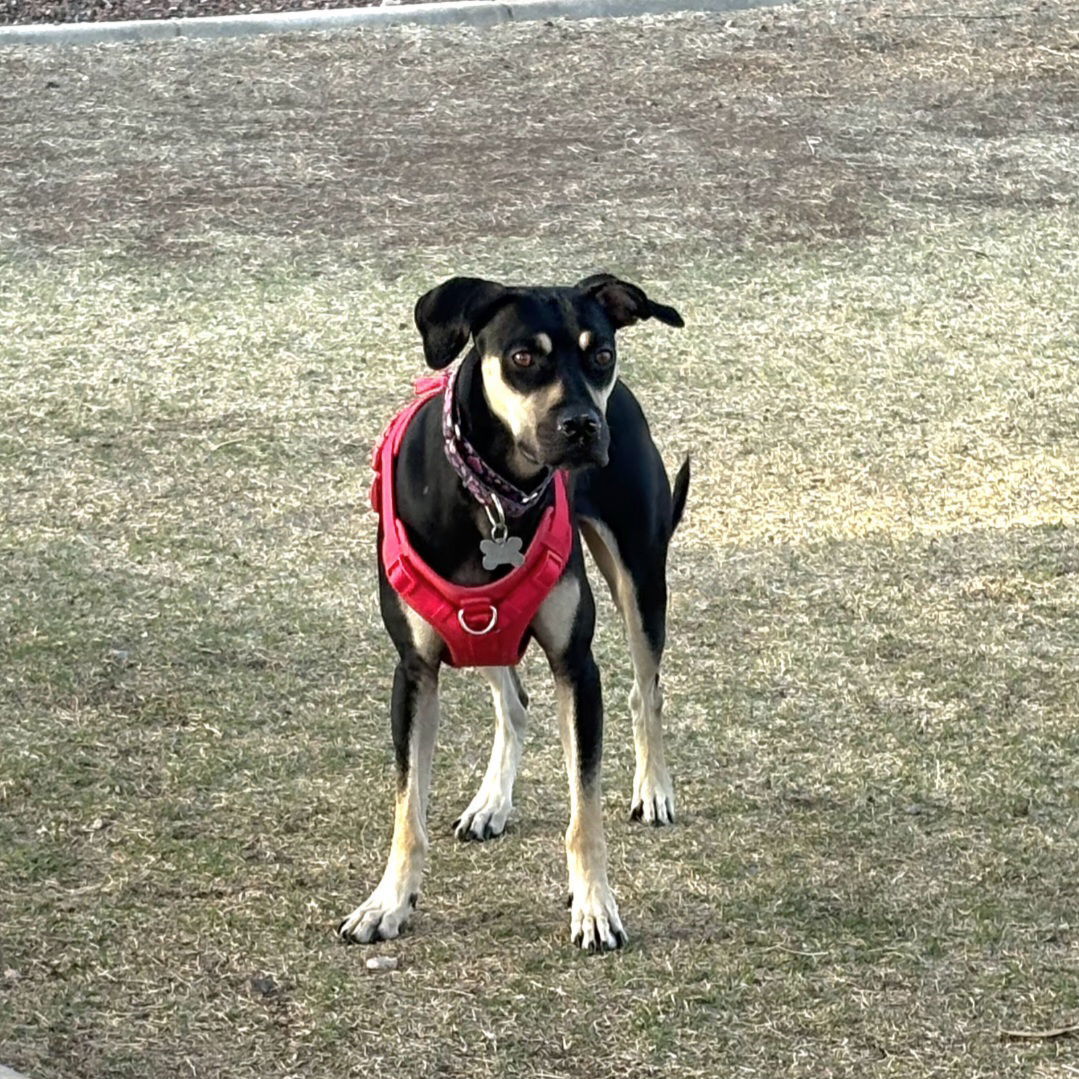 SASHA #6, an adoptable Catahoula Leopard Dog, Greyhound in Chandler, AZ, 85249 | Photo Image 1