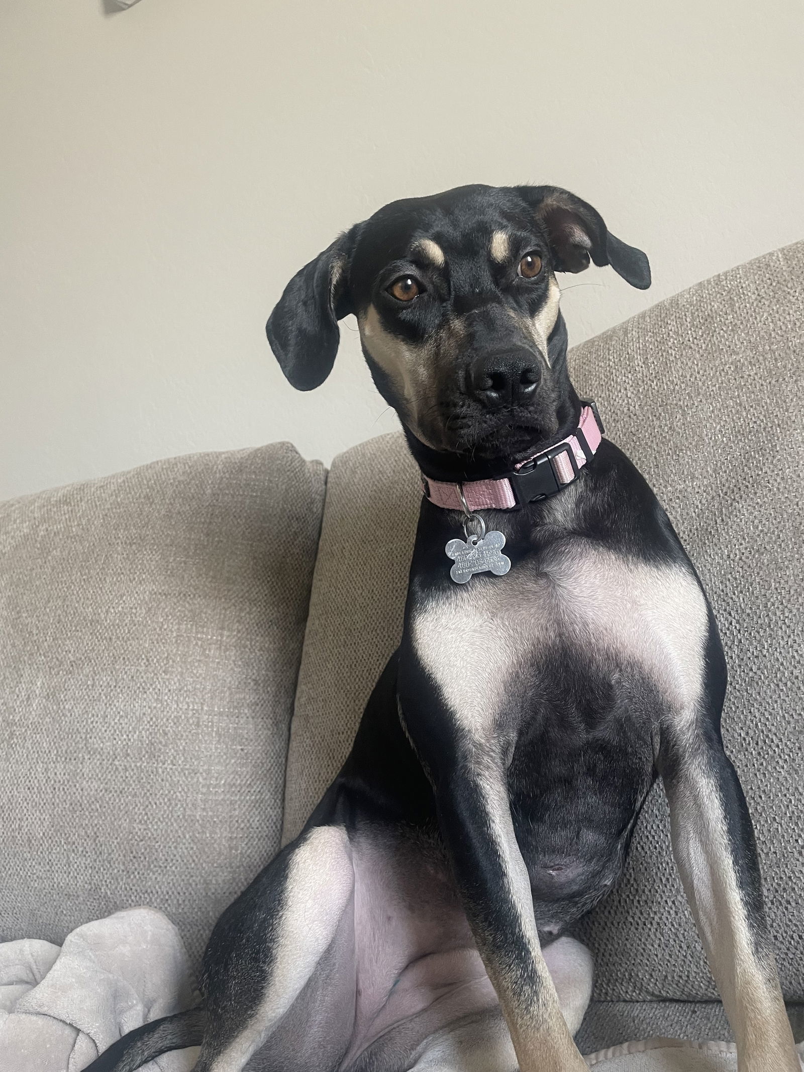 SASHA #6, an adoptable Catahoula Leopard Dog, Greyhound in Chandler, AZ, 85249 | Photo Image 2