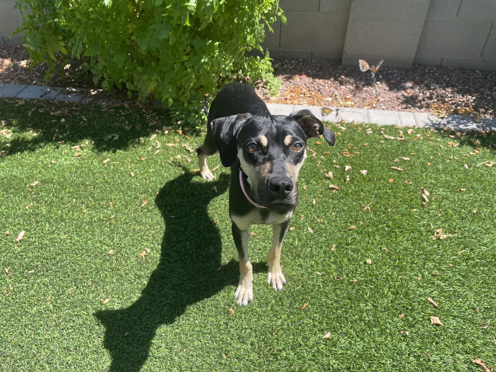 SASHA #6, an adoptable Catahoula Leopard Dog, Greyhound in Chandler, AZ, 85249 | Photo Image 3
