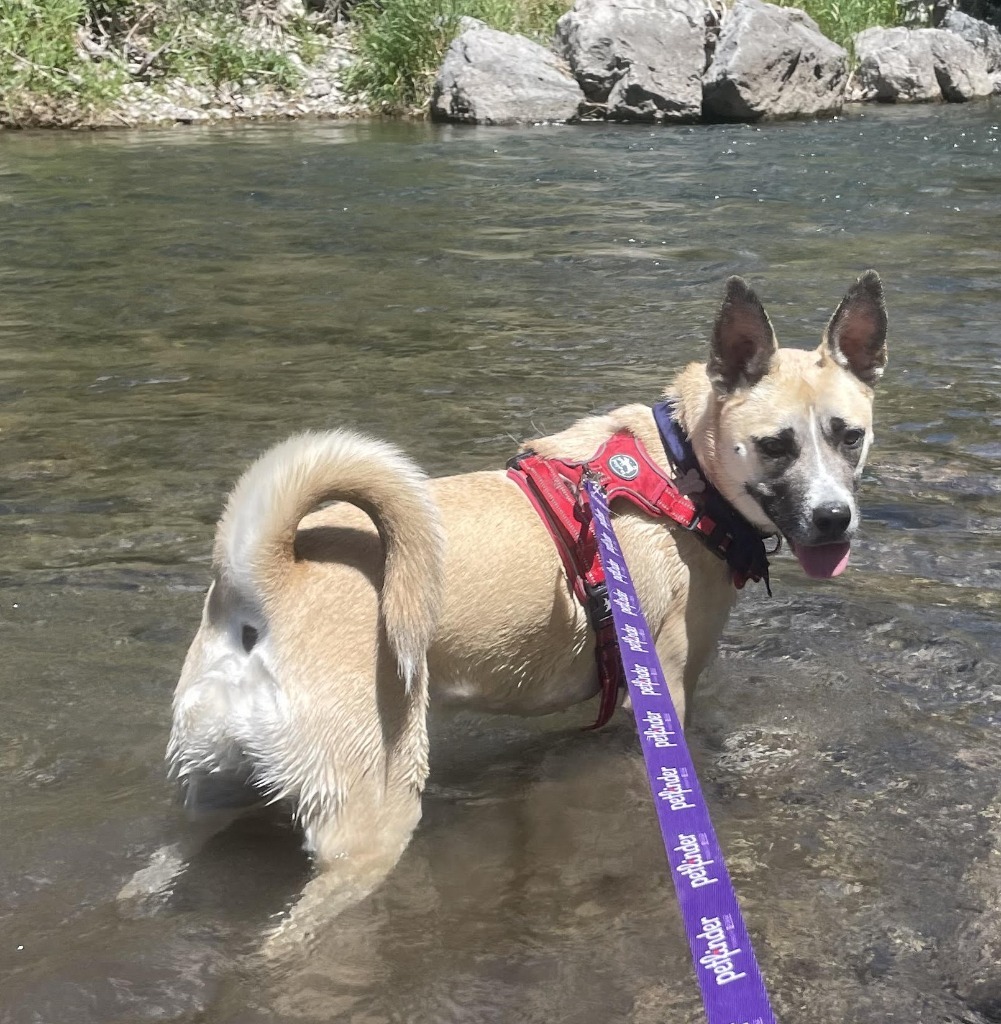 Tegan, an adoptable Shepherd in Logan, UT, 84323 | Photo Image 1