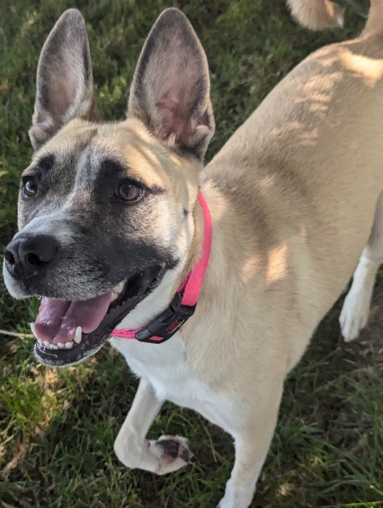 Tegan, an adoptable Shepherd in Logan, UT, 84323 | Photo Image 2