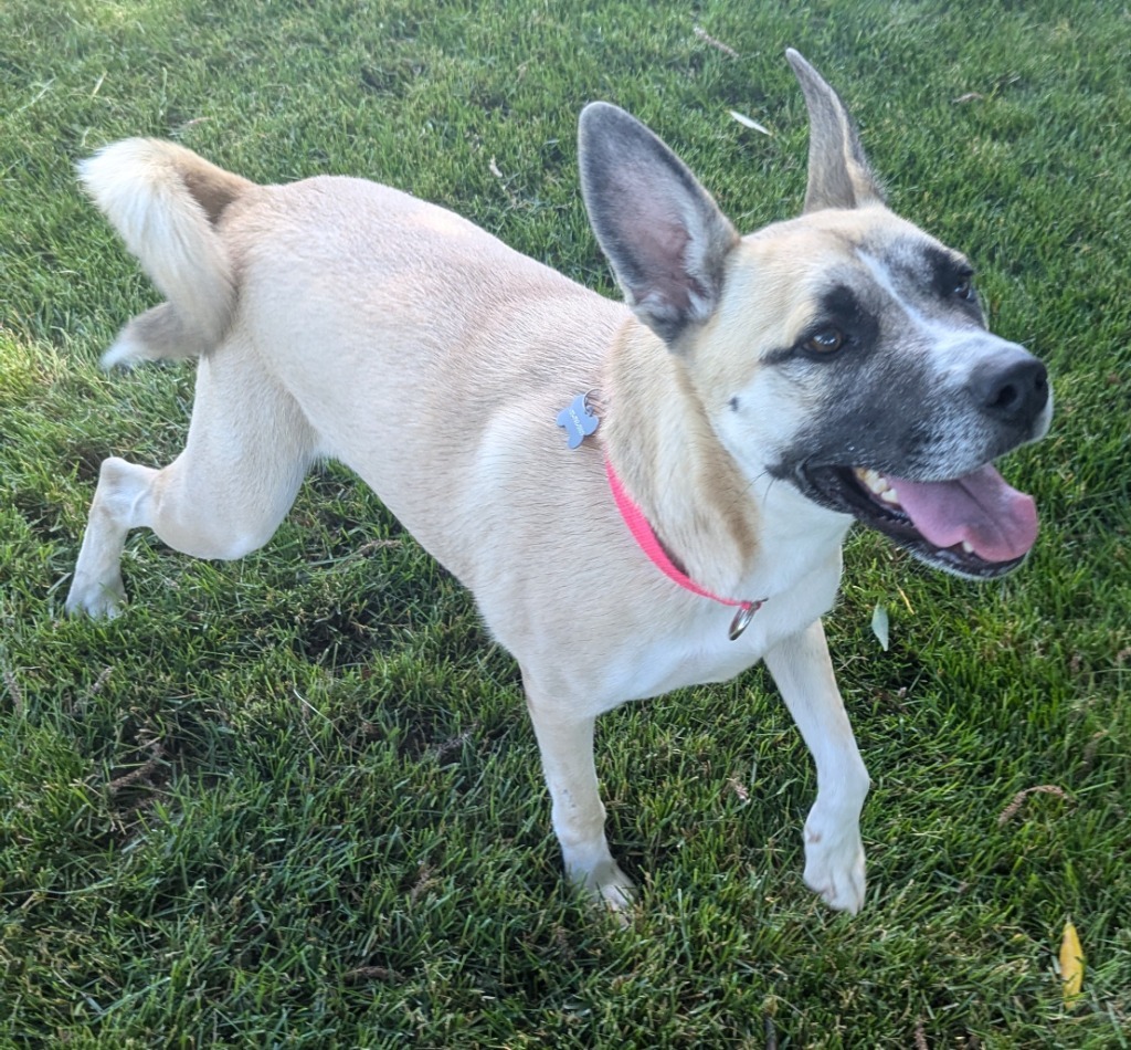 Tegan, an adoptable Shepherd in Logan, UT, 84323 | Photo Image 3