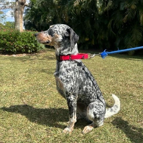 Dog for adoption - Hot Peppers, a German Shorthaired Pointer in ...