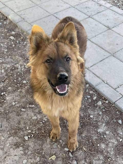 Spice, an adoptable Australian Shepherd in Pahrump, NV, 89048 | Photo Image 1
