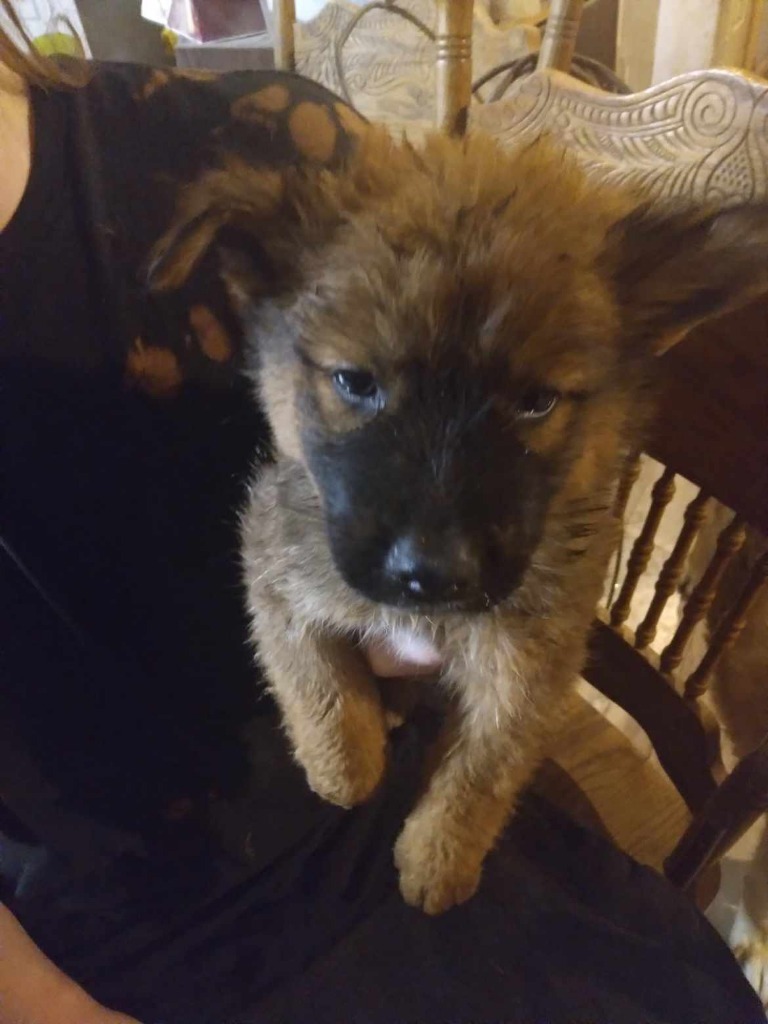 Spice, an adoptable Australian Shepherd in Pahrump, NV, 89048 | Photo Image 2