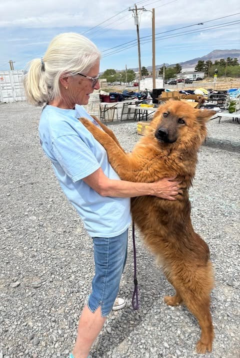 Spice, an adoptable Australian Shepherd in Pahrump, NV, 89048 | Photo Image 3