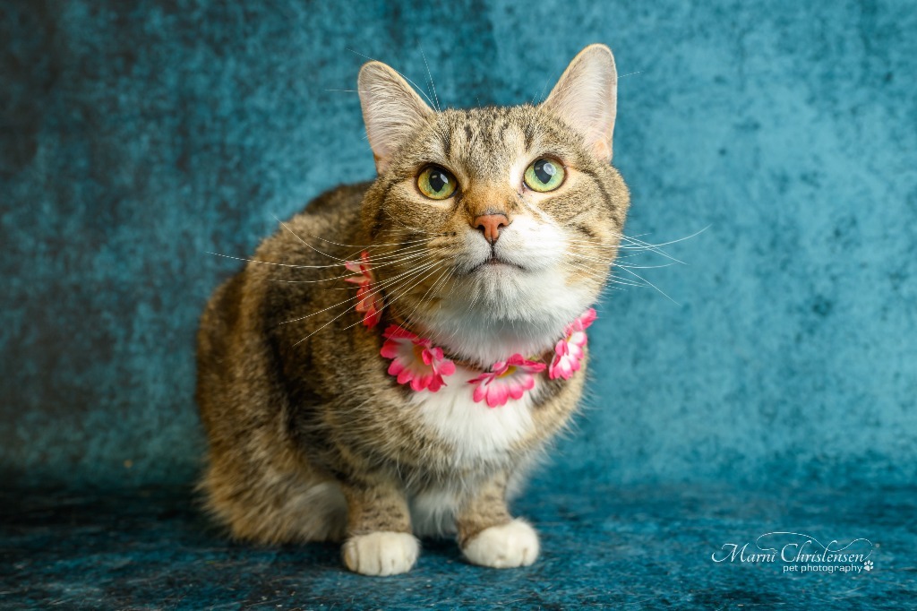 LadyBug, an adoptable Domestic Short Hair in Rock Springs, WY, 82901 | Photo Image 1