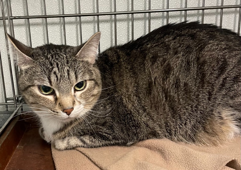 LadyBug, an adoptable Domestic Short Hair in Rock Springs, WY, 82901 | Photo Image 2