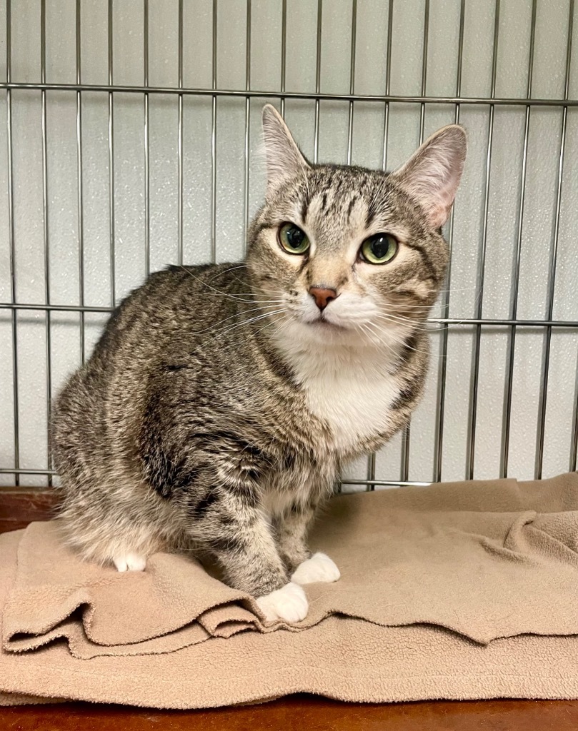 LadyBug, an adoptable Domestic Short Hair in Rock Springs, WY, 82901 | Photo Image 3