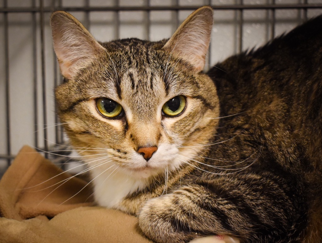 LadyBug, an adoptable Domestic Short Hair in Rock Springs, WY, 82901 | Photo Image 4